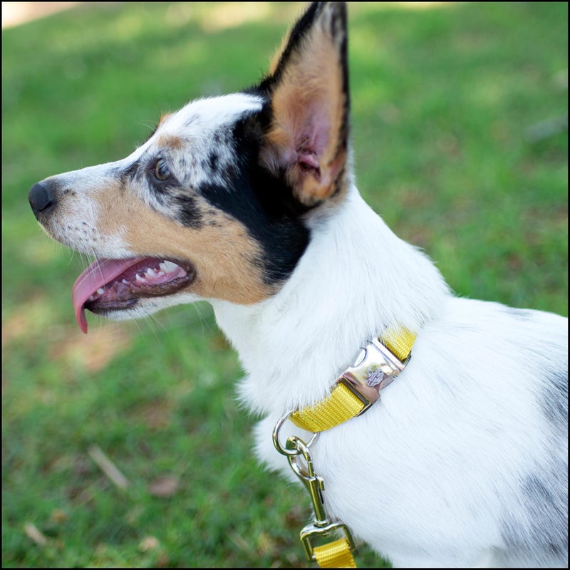 Country Brook Design Country Brook Petz - Premium Nylon Dog Collar with Metal Buckle for Small Medium Large Breeds - 10+ Warm Colors (Extra Large, 1 Inch, Gold) - Image 2